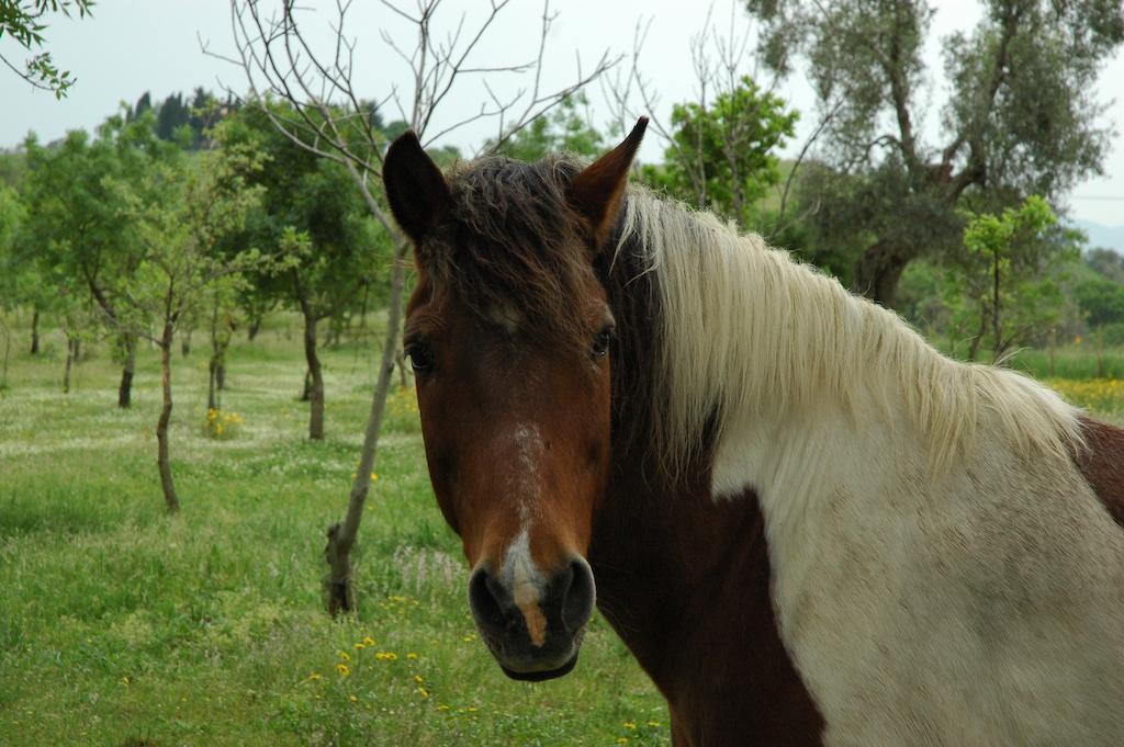 Agriturismo Fontelisa Βίλα Montiano  Εξωτερικό φωτογραφία